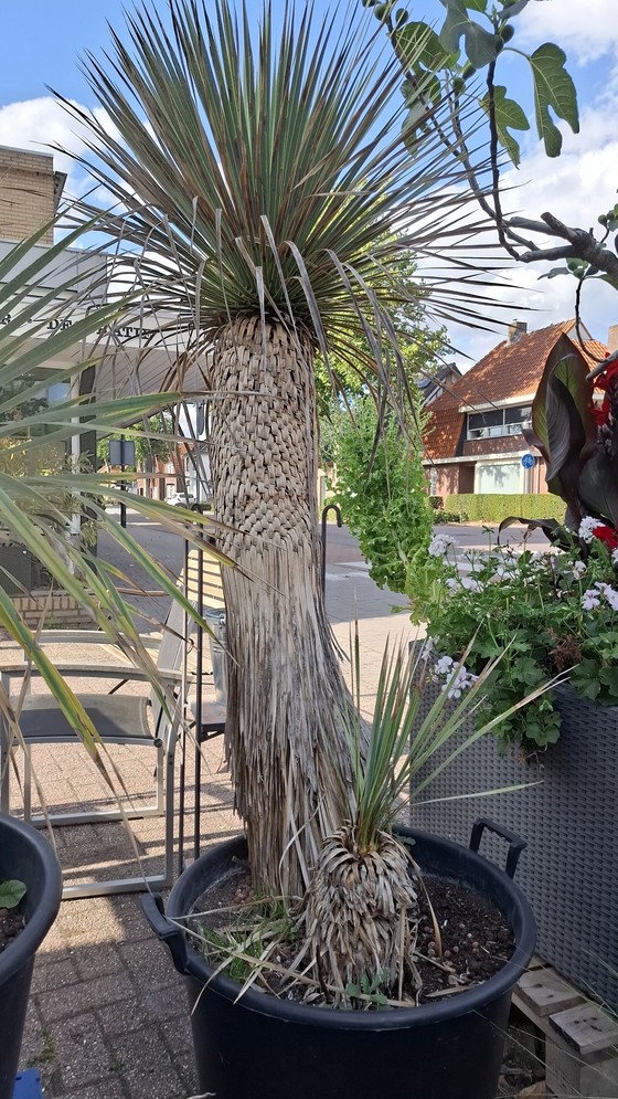 Image 1 of yuca in vaso