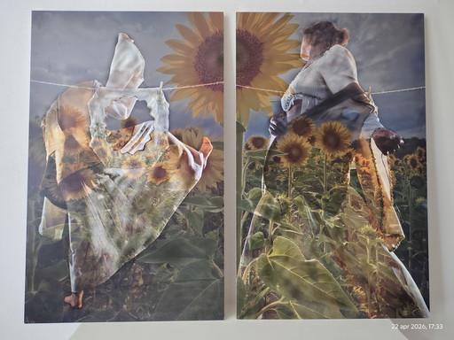 2 fotografische Arbeiten; Titel: Sonnenblume