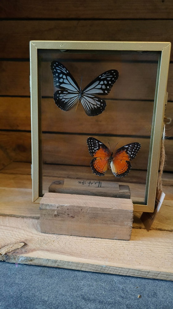 Image 1 of Cornice color oro (incastonata in un supporto di legno) con due farfalle conservate (tassidermia)