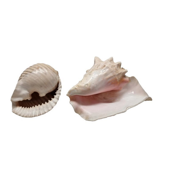 Image 1 of 2 large vintage shells