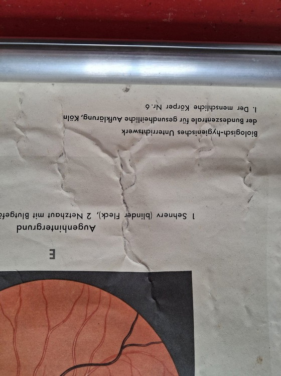 Image 1 of Auge und Sehvorgang. Orginele schoolwandplaat anatomie van het oog