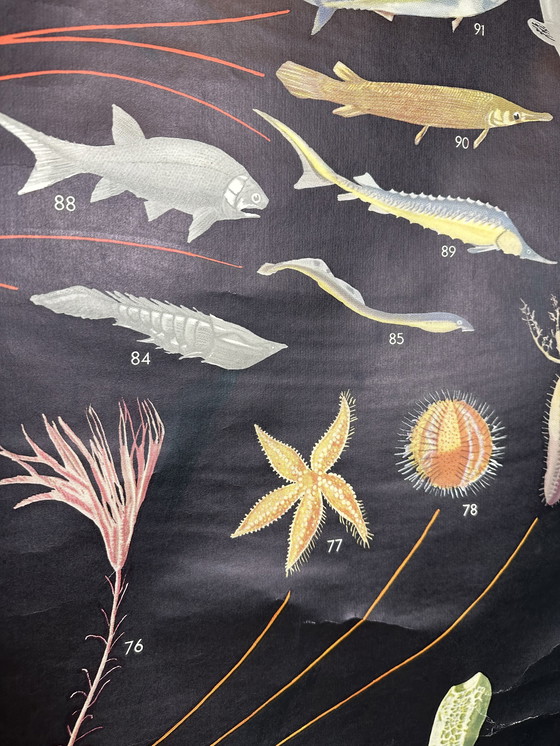 Image 1 of XL vintage linnen schoolkaart - ‘Relationships of the Animal Kingdom’