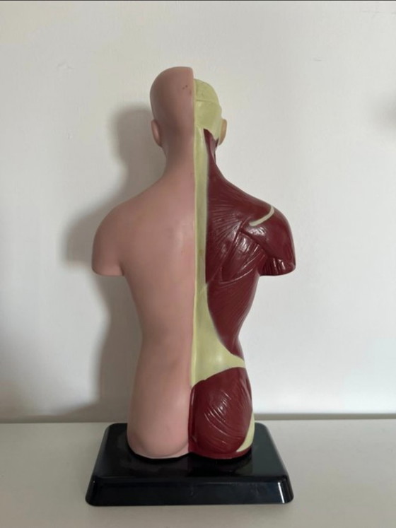 Image 1 of Education/demonstration model 1980s