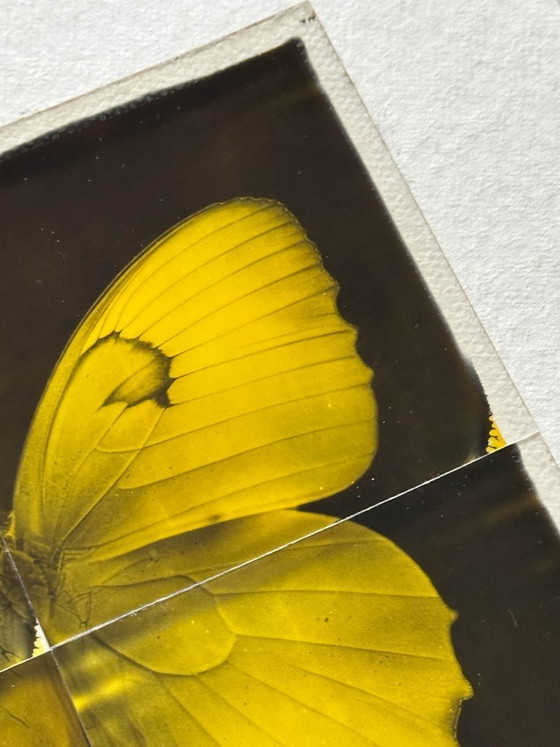 Image 1 of butterfly