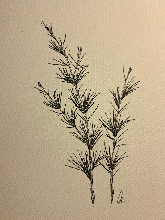 Image 1 of Illustration Botanical Larch Occidentalis | Dark brown frame