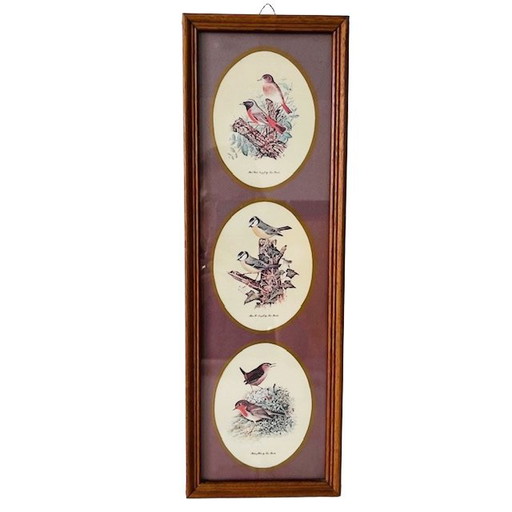 Impression vintage encadrée avec trois scènes d'oiseaux