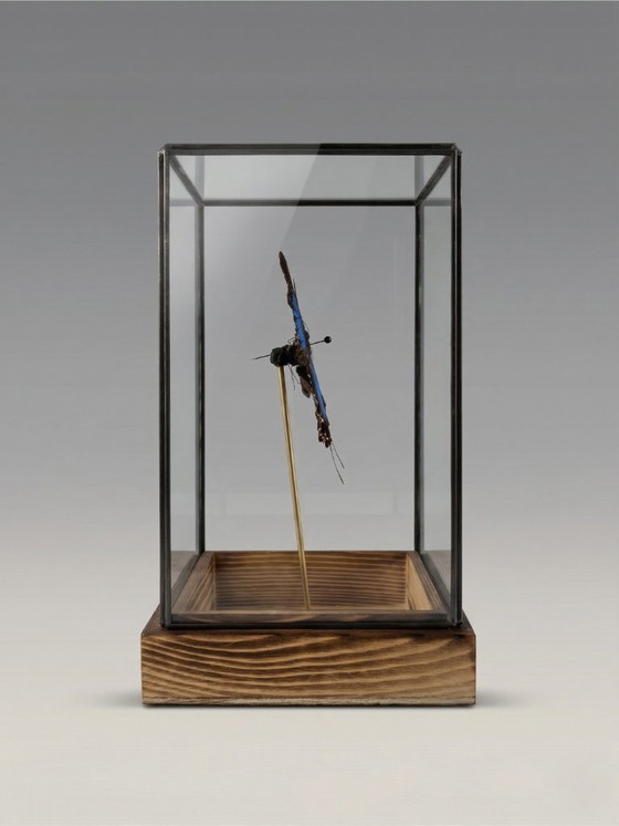 Image 1 of Papillon Ulysses Naturalisé Sous Cloche en Verre – Spécimen Exotique Bleu Iridescent – Objet Décoratif – 24 cm