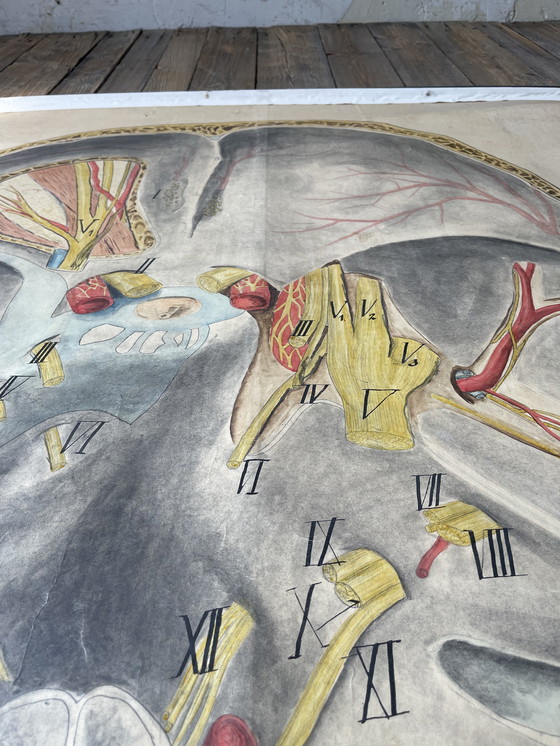 Image 1 of 1911 Cartel anatómico de época de un corte transversal del cerebro humano,