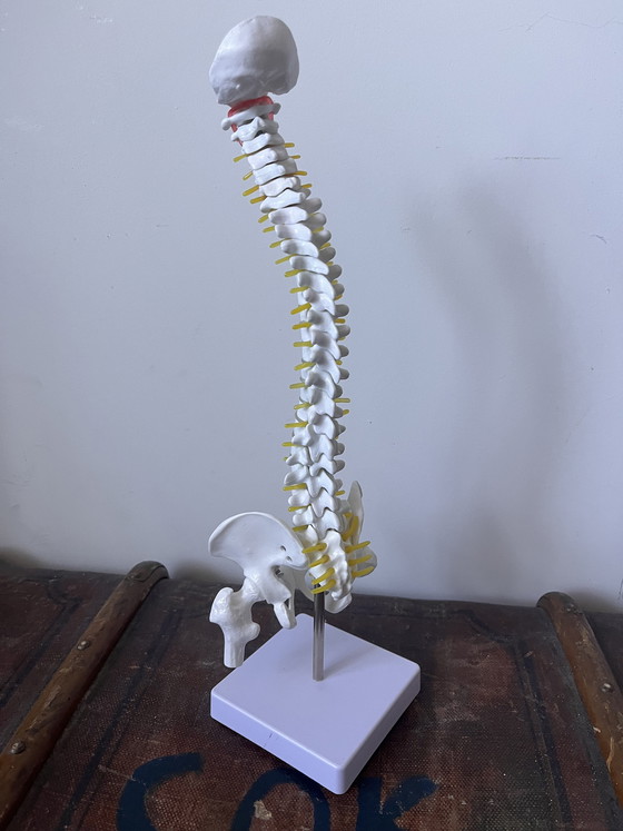 Image 1 of Anatomical decoration x 5