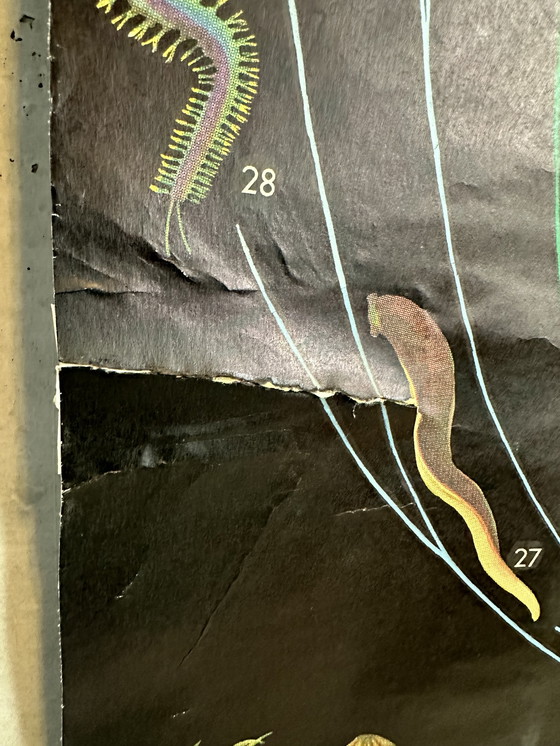 Image 1 of XL vintage linnen schoolkaart - ‘Relationships of the Animal Kingdom’