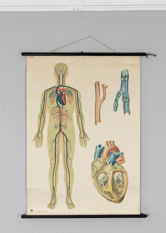 Image 1 of Original Vintage Schulwandkarte Mensch Blutkreislauf Anatomie Plakat Lehrtafel Rollkarte Biologie DHM Dresden DDR