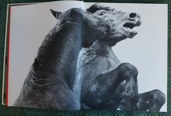 Image 1 of Ein Königreich für ein Pferd