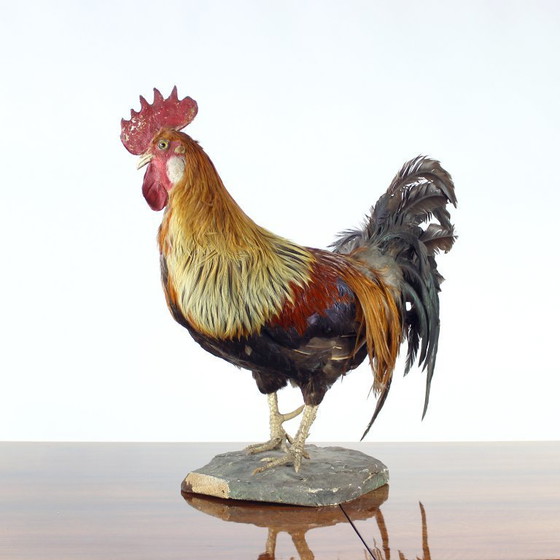 Image 1 of Grande gallo tassidermico tedesco antico, primi anni del 1900