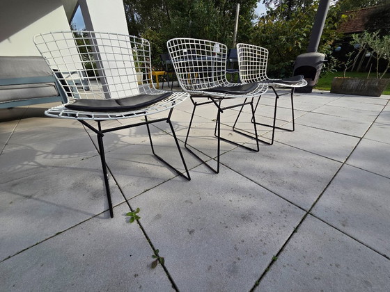3 vintage Harry Bertoia chairs (Knoll) – Dining chairs, Metal (photo 4 of 8)