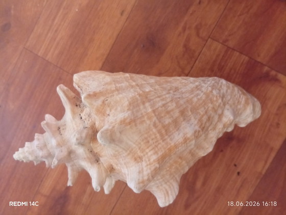 Image 1 of schelp