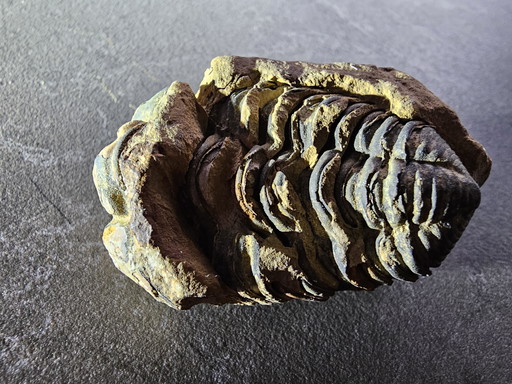 1x Versteende Gefossiliseerde Kever
