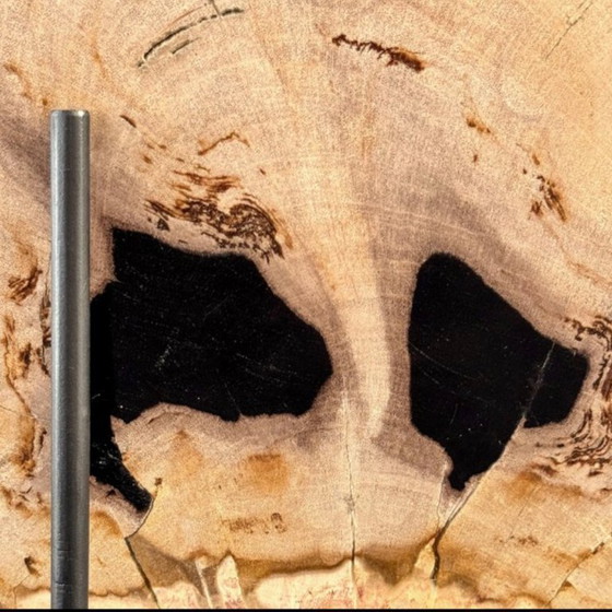 Image 1 of Magnifique pièce de bois pétrifié sur un support sur mesure BS-9