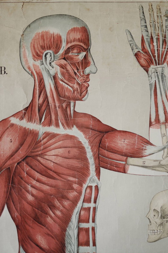 Image 1 of Poster scolastico Giga Vintage, Anatomia, corpo umano, tabella scolastica, retrò