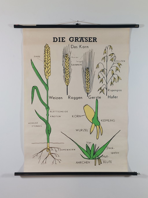Vintage Rollkarte Lehrmittel Biologie Botanik Gräser Wandkarte