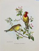 Vintage Birds And Flowers - Book Lithographs - Set Of 6 - No. 3