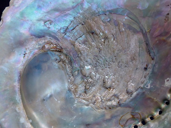 Image 1 of Abalone di conchiglia