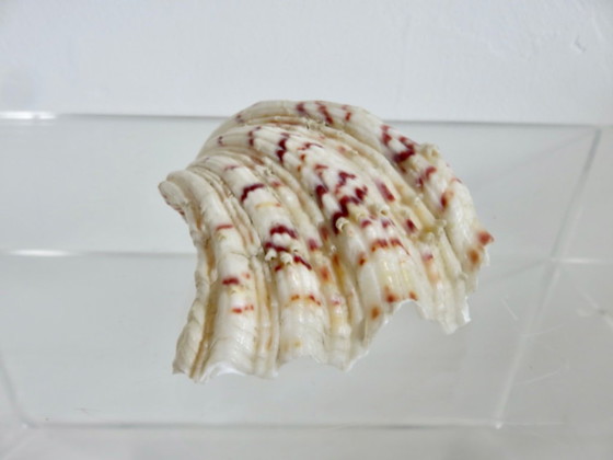 Image 1 of Marisco Hippopus hippopus, almeja moteada, Océano Índico, Pacífico Occidental