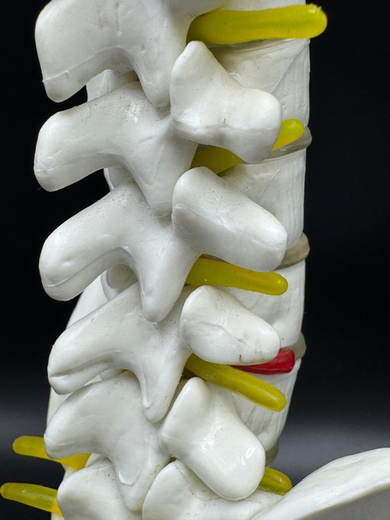 Image 1 of anatomical model / spine