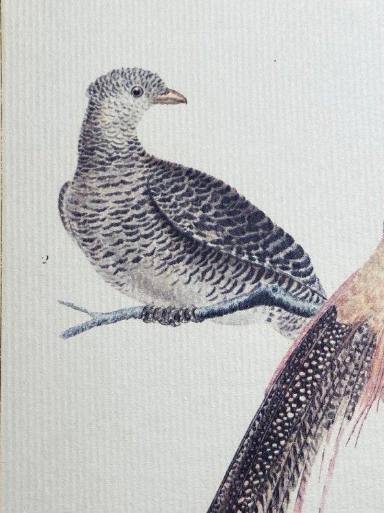 Image 1 of Engraving, Drawing, Sketch: Pair of Chinese Golden Pheasants by François-Nicolas Martinet