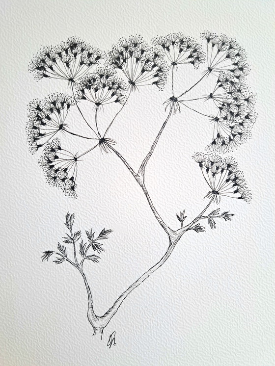 Image 1 of Original botanical illustration Thapsia umbellifer in frame
