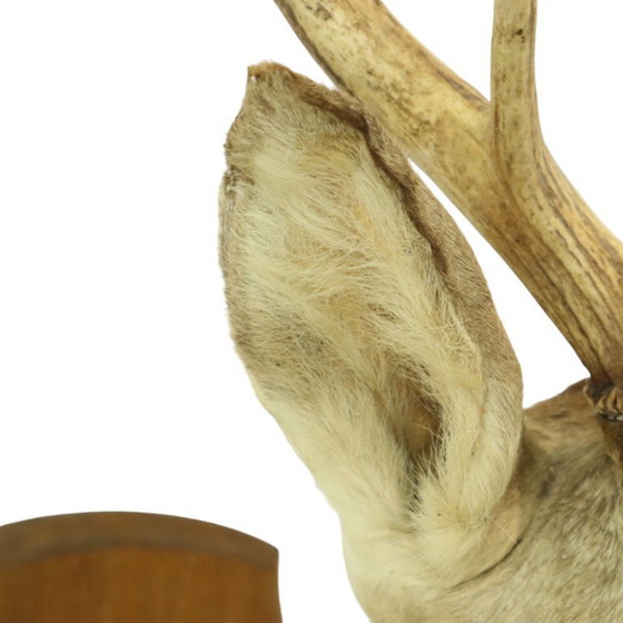 Image 1 of Tête de cerf montée cerf rouge avec bois