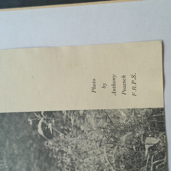 Image 1 of Authentique estampe de 1948 « La jeune servante » d'Anthony Peacock, F.R.P.S. | Encadrée, par Health & Efficiency