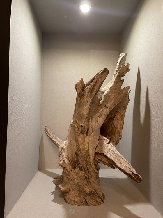 Image 1 of Fleur du désert de Ramon Monsanto