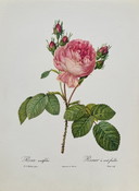 Rose rosa vintage - Litografie di libri - Set di 6