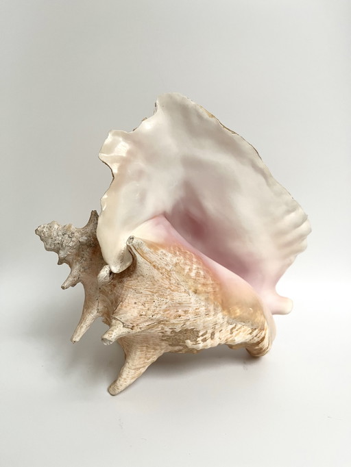 Grande conchiglia rosa