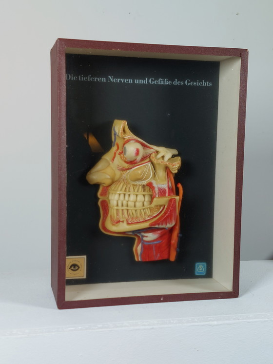 Image 1 of Medical wax model, Hygiene Museum Dresden, teaching model, display case, facial nerves