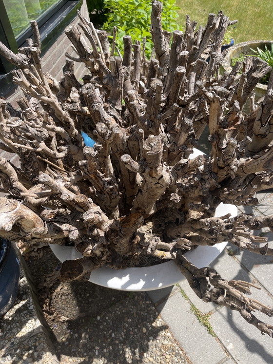 Image 1 of Ball Catalpa (trocken) im Designertopf