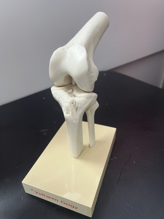 Image 1 of Ginocchio