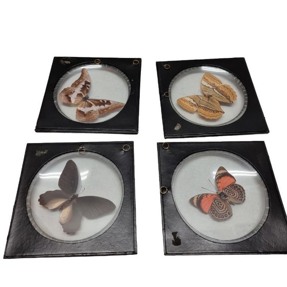 Image 1 of 4 old mounted butterflies in frame