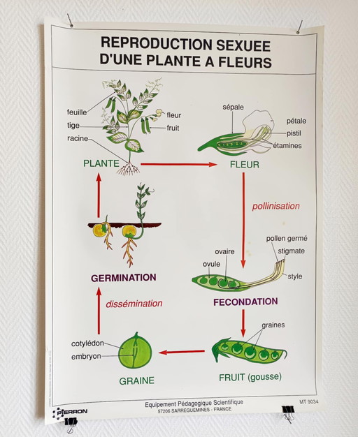 Pädagogisches Poster Schule Vintage Blumen