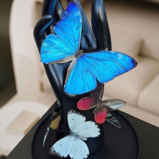 Véritables papillons sur la main, œuvre d'art taxidermique sous dôme de verre