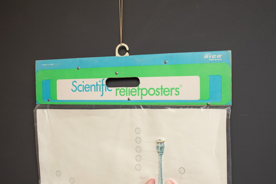 Image 1 of 3D - Reliefposters Nova Rico Florence Italy Scientific - Man - Organs