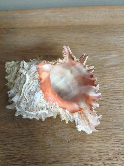 Coquillage de mer, naturel, 15 cm