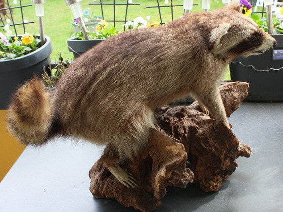 Image 1 of Raccoon taxidermy from an estate, mounted on a large, heavy root, open snout with real teeth