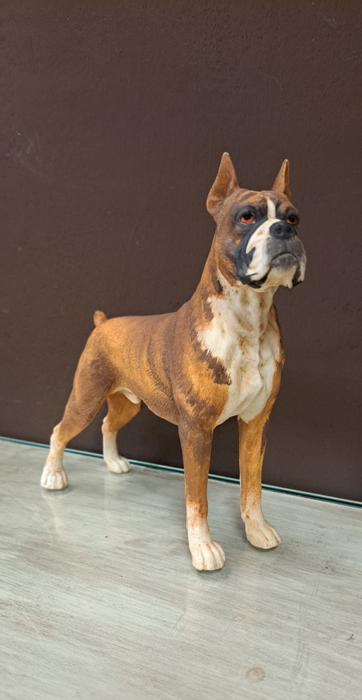 Figura BOXER biscuit Vaga Internacional