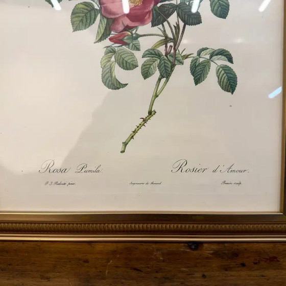Impression anglaise classique Rose of love, Peintures et dessins, Bois (photo 3 sur 4)