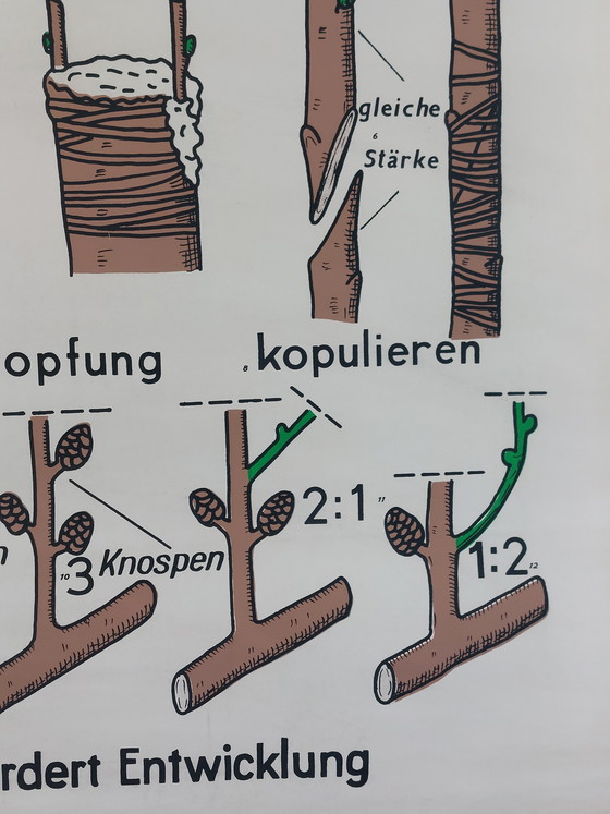 Image 1 of Vintage roll-up map, teaching aid, biology, non-flowering plant propagation, wall map