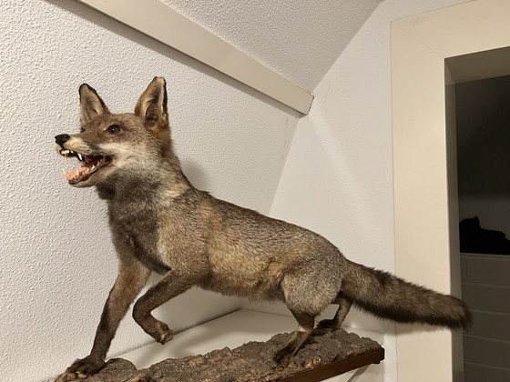 Image 1 of Wunderschöner Stofffuchs 🦊