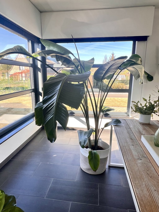Strelitzia Nicolaï >220cm