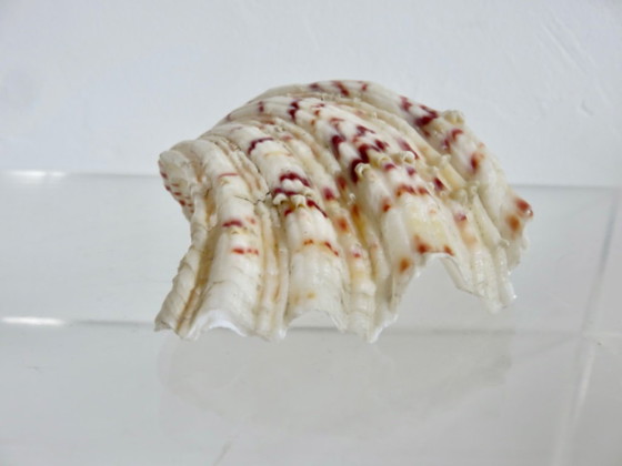 Image 1 of Marisco Hippopus hippopus, almeja moteada, Océano Índico, Pacífico Occidental