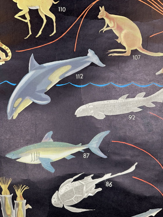 Image 1 of XL vintage linnen schoolkaart - ‘Relationships of the Animal Kingdom’